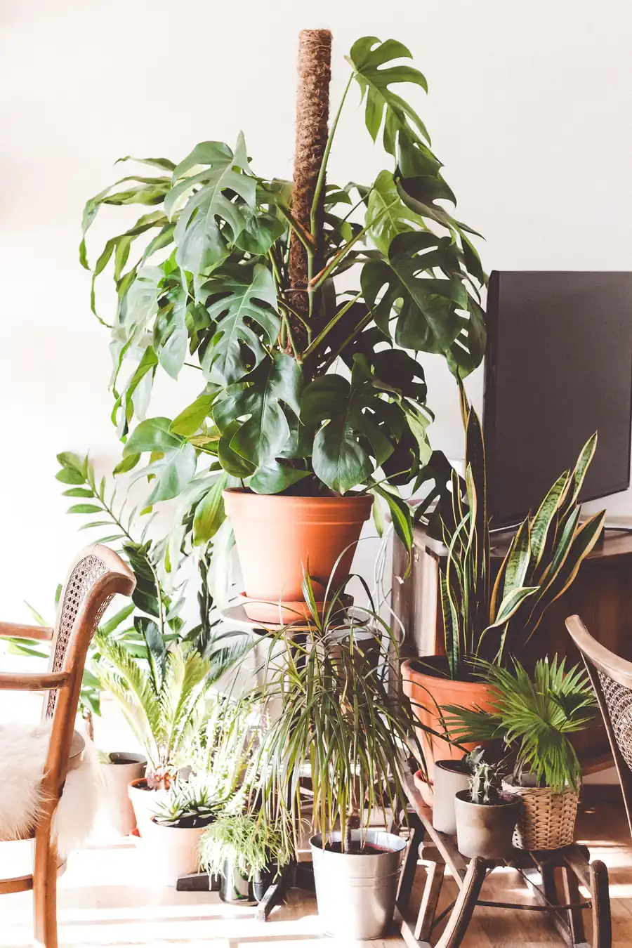 Un angle de pièce occupé par une vingtaine de plantes vertes en pots de terre cuite, devant un mur blanc baigné de soleil.